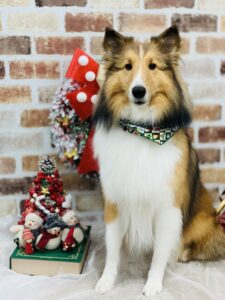 12/10のわんちゃん🍁