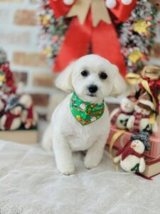 12/12のわんちゃん🐶