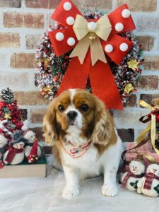 12/13のわんちゃん、ねこちゃん