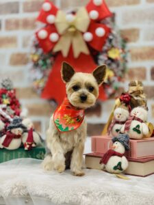 12/14のわんちゃん🐶