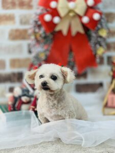 12/16のわんちゃん💕