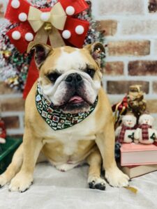 12/17のわんちゃん🌷