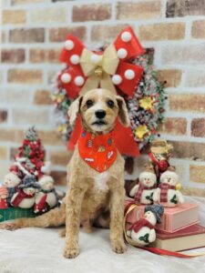 12/19のわんちゃん😊