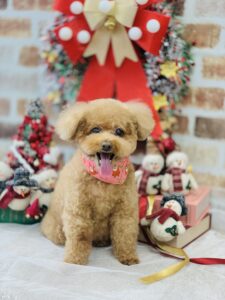 12/20のわんちゃん☺️