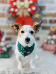 12/22のわんちゃん