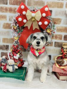 12/24のわんちゃん🎅