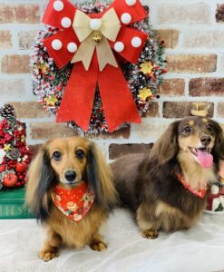 12/25のわんちゃん🎄