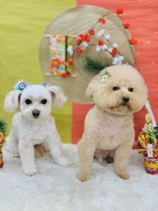 12/26のわんちゃん