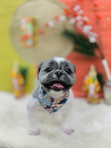 12/27のわんちゃん、ねこちゃん