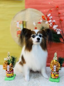 12/28のわんちゃん🐶