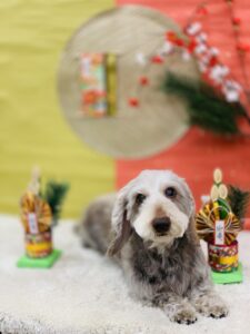 12/29のわんちゃん、ねこちゃん