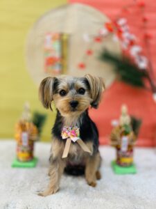 12/30のわんちゃん😊