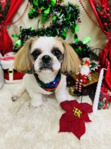 12/1のわんちゃん🐶