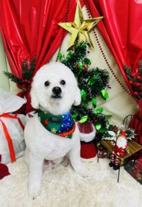 12/2のわんちゃん🛁🫧