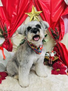 12月4日のわんちゃん🌟