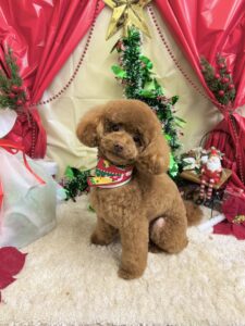 12月5日のわんちゃん💖