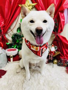 12/6のわんちゃん🎀
