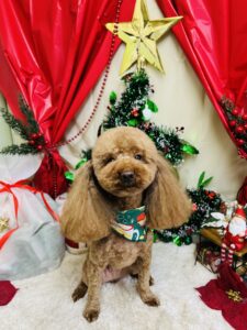 12月8日のわんちゃん🌟