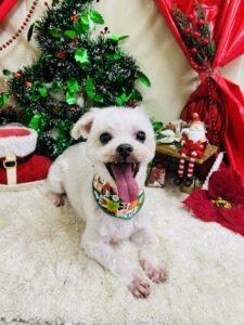 12/9のわんちゃん🍊