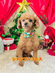 12月11日のわんちゃん🐾