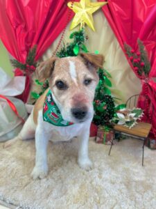 12月12日のわんちゃん💖