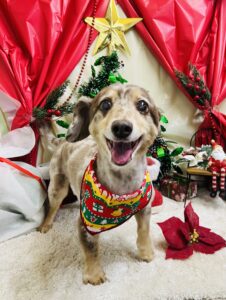 12/13のわんちゃん🍏