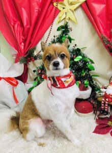 12月14日のわんちゃん🐶✨