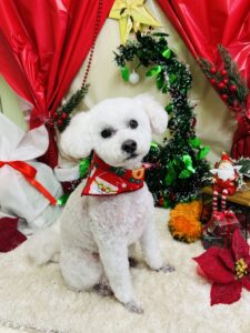 12/15のわんちゃん🥝