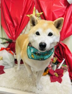 12/16のわんちゃん❄️