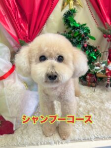 12月21日のわんちゃん✨