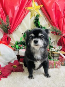 12/22のわんちゃん🌟