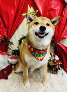 12/23のわんちゃん🍀