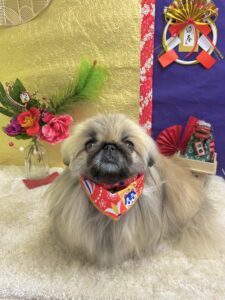 12月27日のわんちゃん❣️