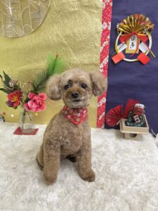 12/28のわんちゃん🍬