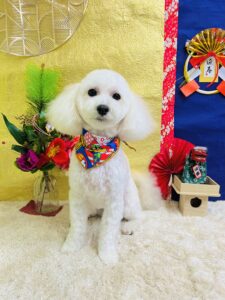 12月29日のわんちゃん🌿