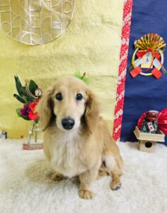 12月30日のわんちゃん🍀