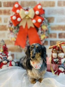 12/1のわんちゃん😆