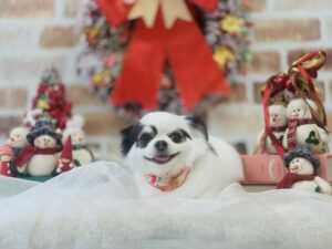 12/2のわんちゃん☺️