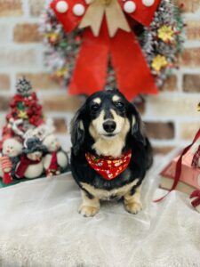 12月3日のわんちゃんです🥰