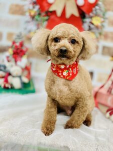 12/5のわんちゃん😍