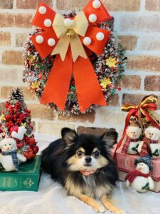 12/6のワンちゃん😘