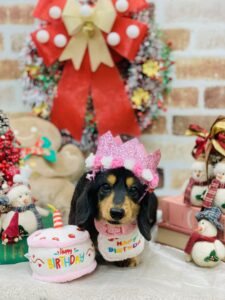 12/8のわんちゃん🎈