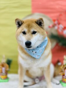 1/6のわんちゃん