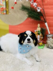 1/7のわんちゃん🌟