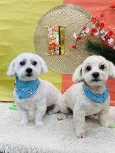 1/9のわんちゃん