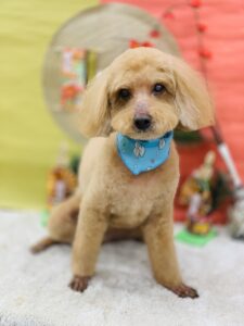 1/10のわんちゃん