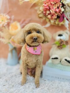 1/12のわんちゃん🍀