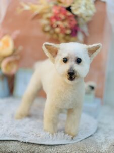 1/16わんちゃん🐶