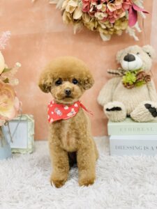 1/24のわんちゃん🌷