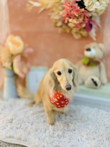 1/25のわんちゃん😊